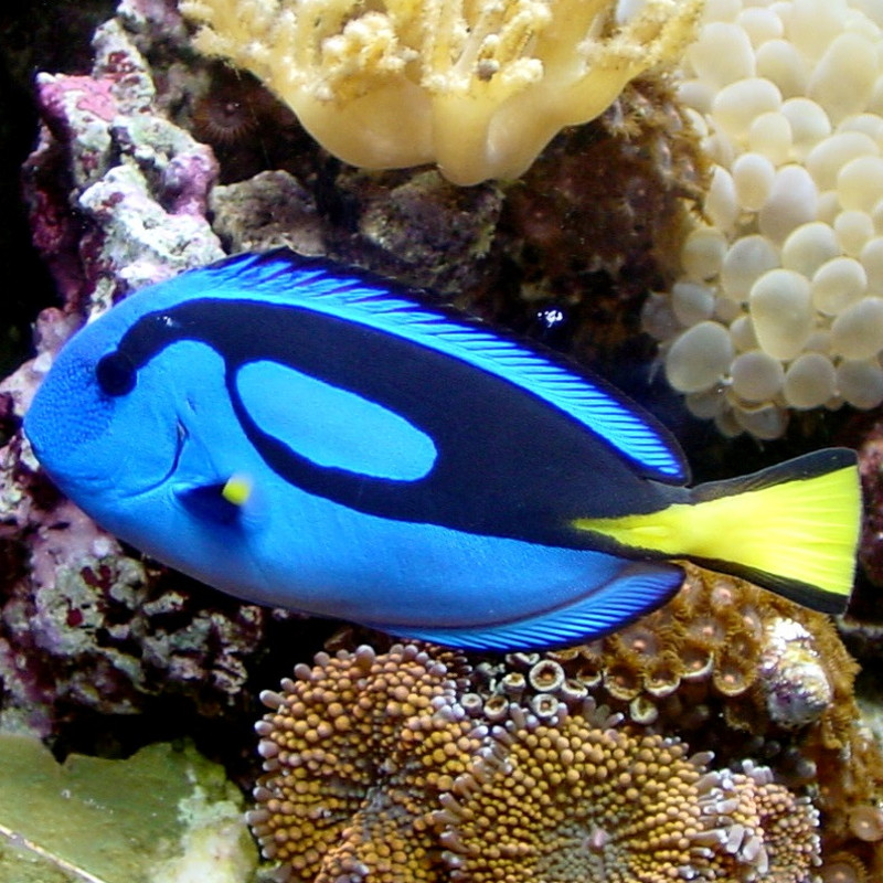 Paracanthurus hepatus : 2-3 cm